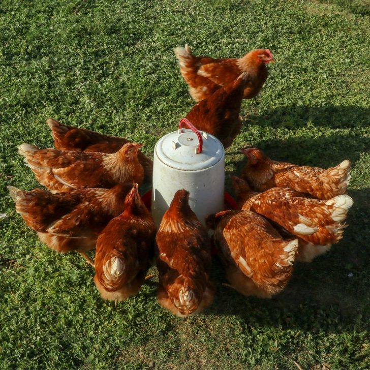 The Ultimate Guide: 12 Steps to Raising Backyard Chickens for Eggs | The Not so Modern Housewife red chickens drinking water - chickens need access to fresh water - raising backyard chickens