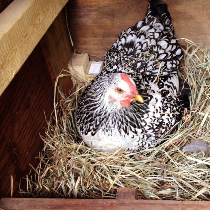 The Ultimate Guide: 12 Steps to Raising Backyard Chickens for Eggs | The Not so Modern Housewife black and white hen in a nest box - chickens need a place to lay eggs