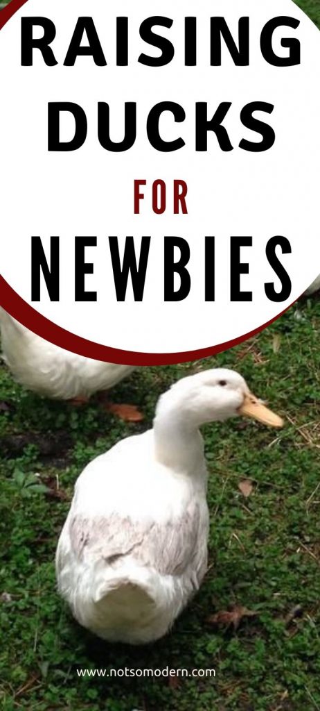 raising ducks for beginners | The Not so Modern Housewife