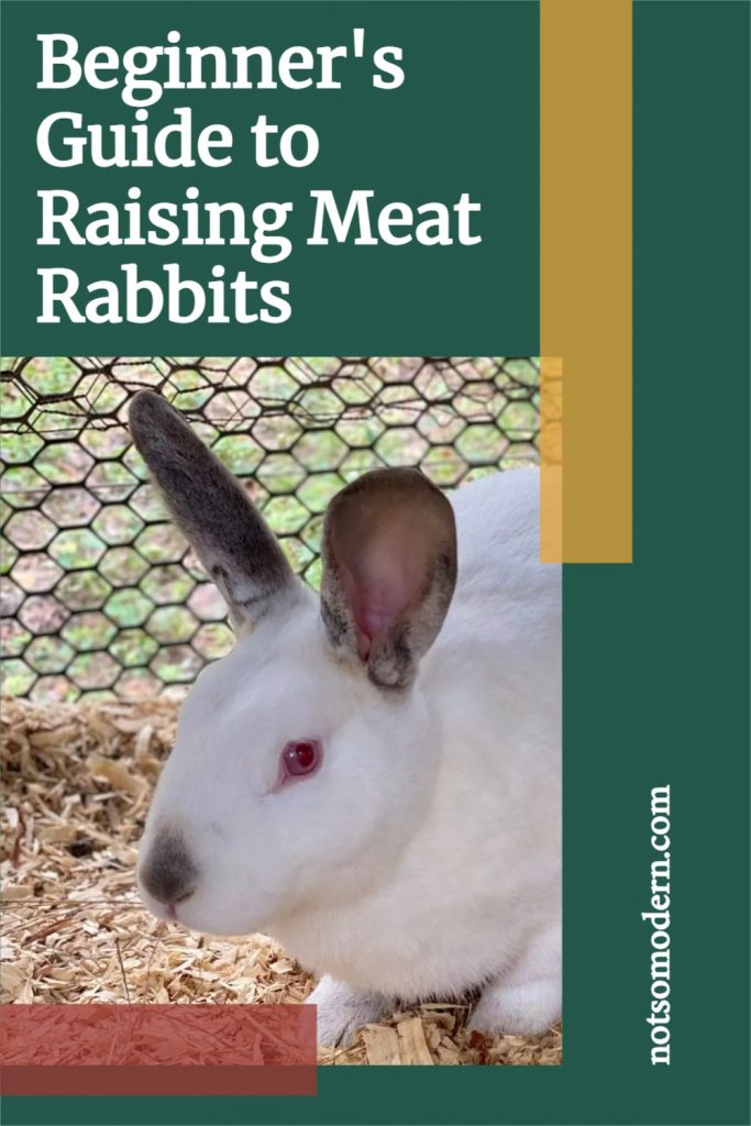 Beginner's Guide to Raising Meat Rabbits | The Not so Modern Housewife Beginner's Guide to Raising Meat Rabbits