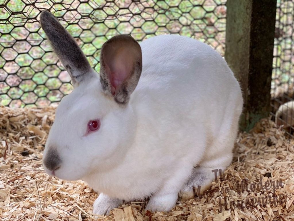 Beginner's Guide to Raising Meat Rabbits | The Not so Modern Housewife Californian meat rabbit - raising meat rabbits