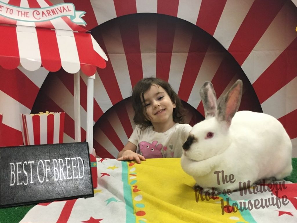 Beginner's Guide to Raising Meat Rabbits | The Not so Modern Housewife Best of Breed Californian rabbit - raising meat rabbits