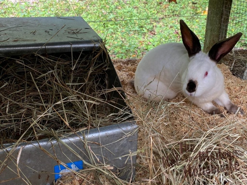 Beginner's Guide to Raising Meat Rabbits | The Not so Modern Housewife young Californian doe in hutch with nest box
