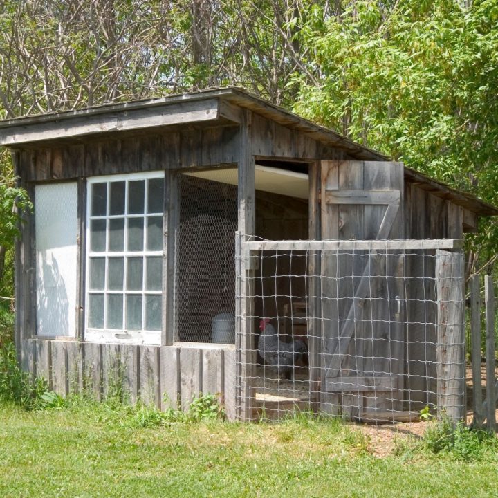 10 Important Homesteading Ideas to Start Your Self-Sufficient Life | The Not so Modern Housewife backyard chicken coop - homesteading ideas
