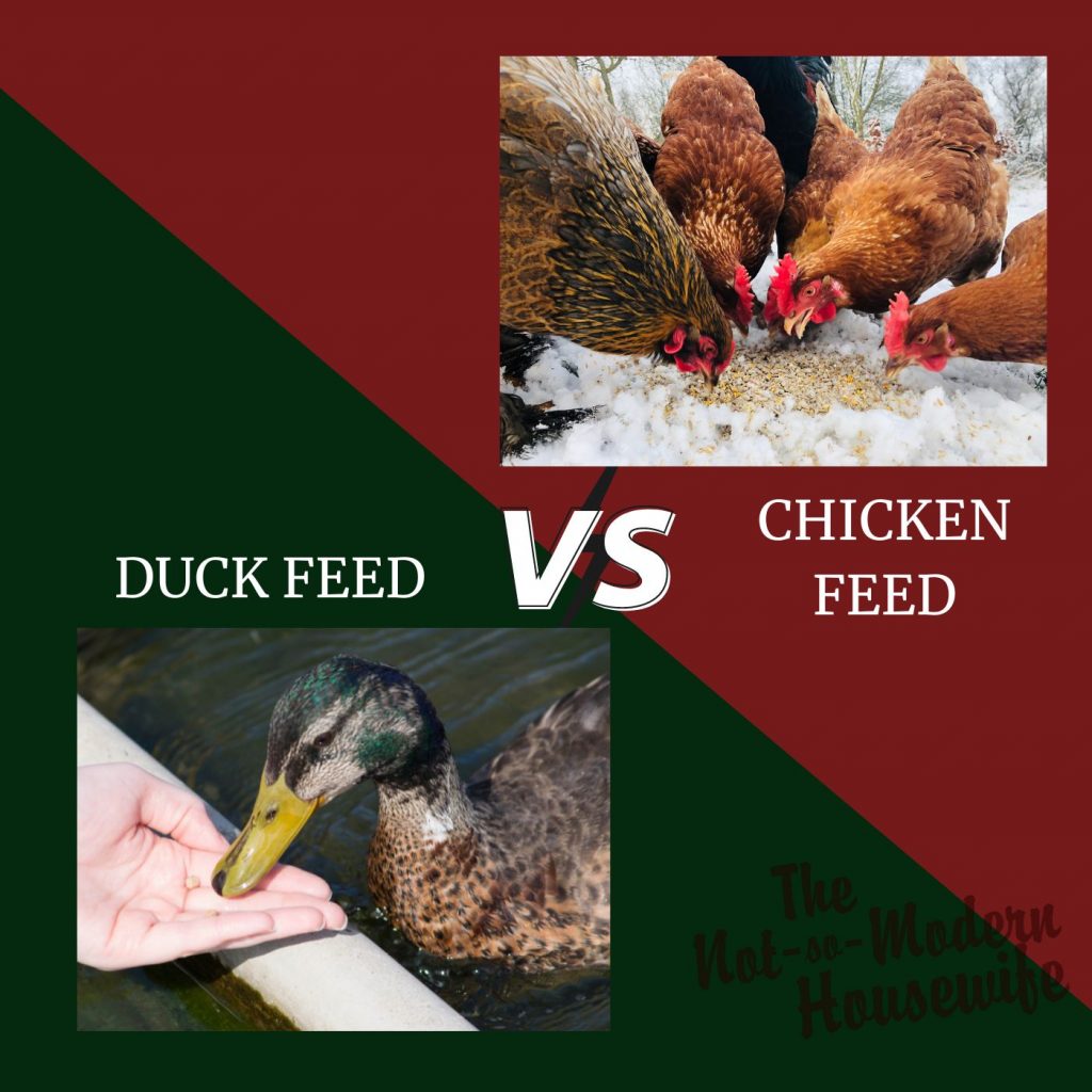 Ducks vs Chickens: 10 Incredible Pros and Cons for Raising Each | The Not so Modern Housewife ducks vs chickens | The Not so Modern Housewife