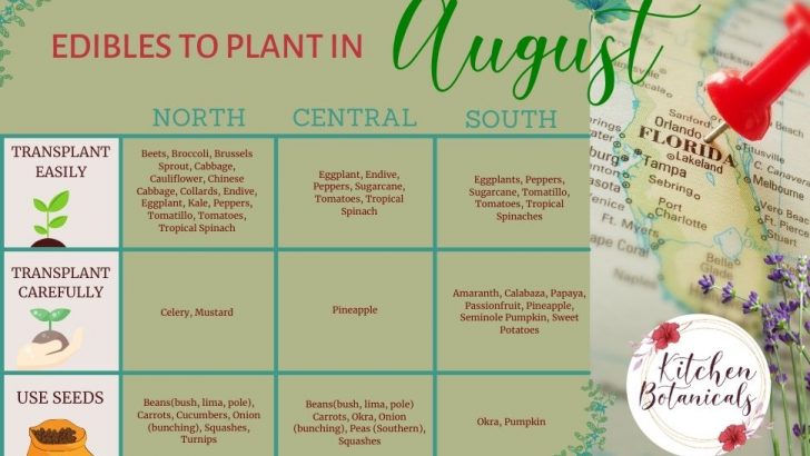 What to Plant in August in Florida: 65+ Best Florida Friendly Flowers, Vegetables, and Herbs | The Not so Modern Housewife Florida vegetables to plant in August