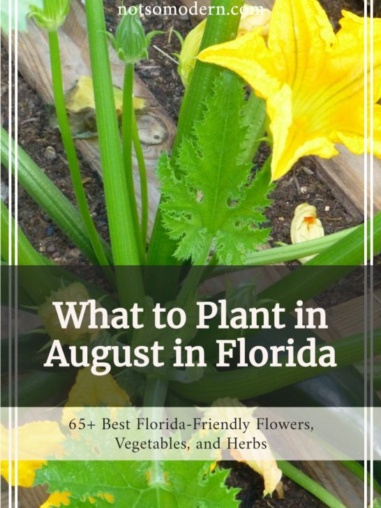 What to Plant in August in Florida: 65+ Best Florida Friendly Flowers, Vegetables, and Herbs | The Not so Modern Housewife What to Plant in August - 65+ Best Florida Friendly Flowers, Vegetables, & Herbs