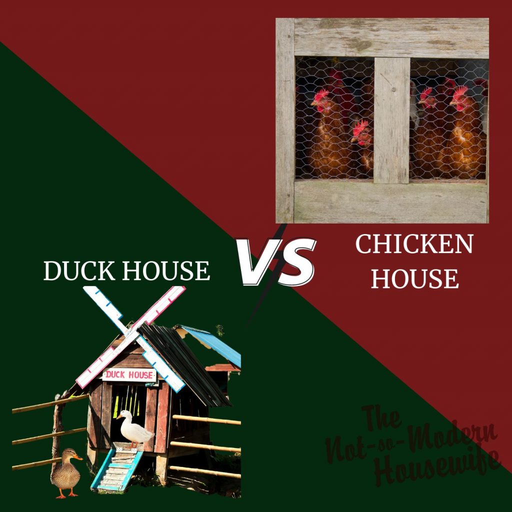 Ducks vs Chickens: 10 Incredible Pros and Cons for Raising Each | The Not so Modern Housewife duck house vs chicken house