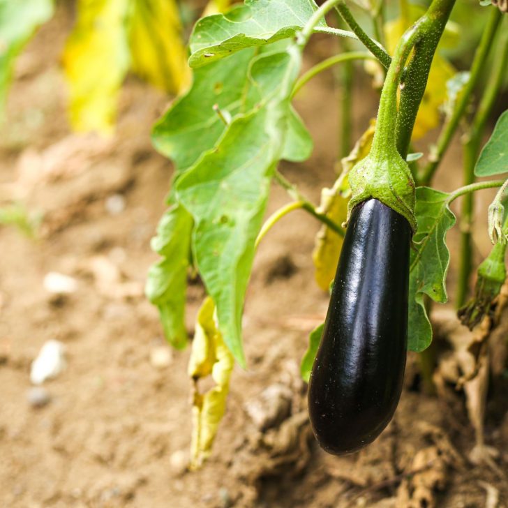 What to Plant in March in Florida: Top Picks for a Thriving Vegetable Oasis | The Not so Modern Housewife eggplant plant in the garden - Florida Vegetables You Can Grow In March