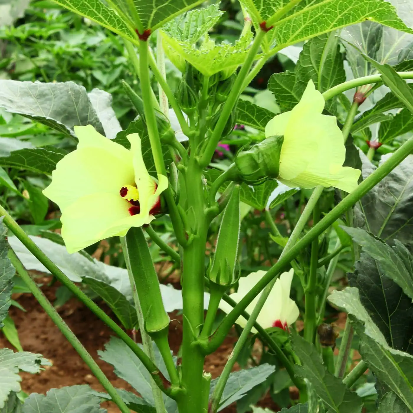 Close-up of an okra plant blooming with pale yellow flowers and developing pods, featured in the Florida Summer Planting Guide as a heat-tolerant crop for summer gardens.
