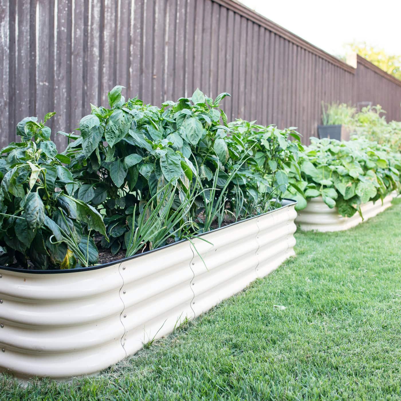 Florida Summer Planting Guide: 7 Smart Crops That Thrive in the Heat | The Not so Modern Housewife Lush raised garden beds filled with thriving summer vegetables, showcasing an ideal setup recommended in the Florida Summer Planting Guide for managing heat and drainage.