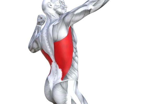 Lower back muscle anatomy illustration for physiotherapy exercises in New Plymouth.