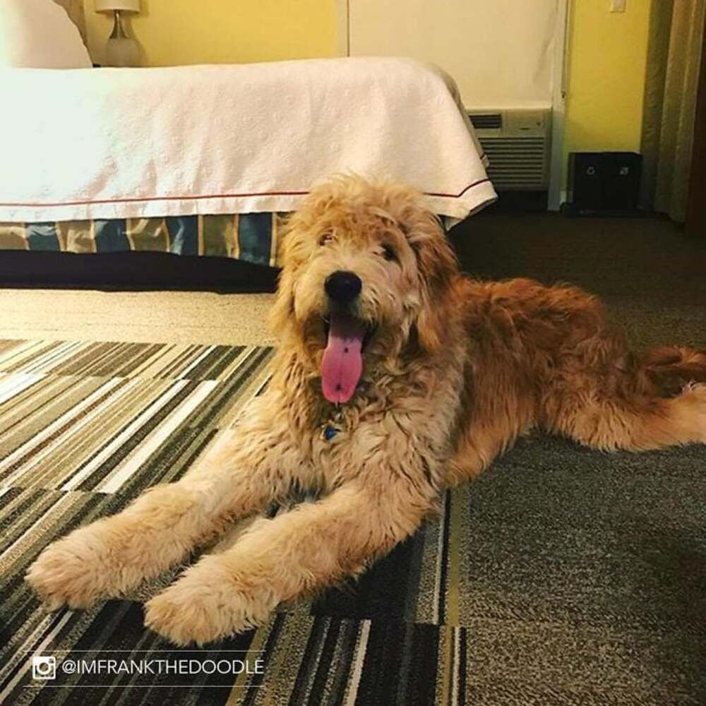 programme bénéfique pour les chiens