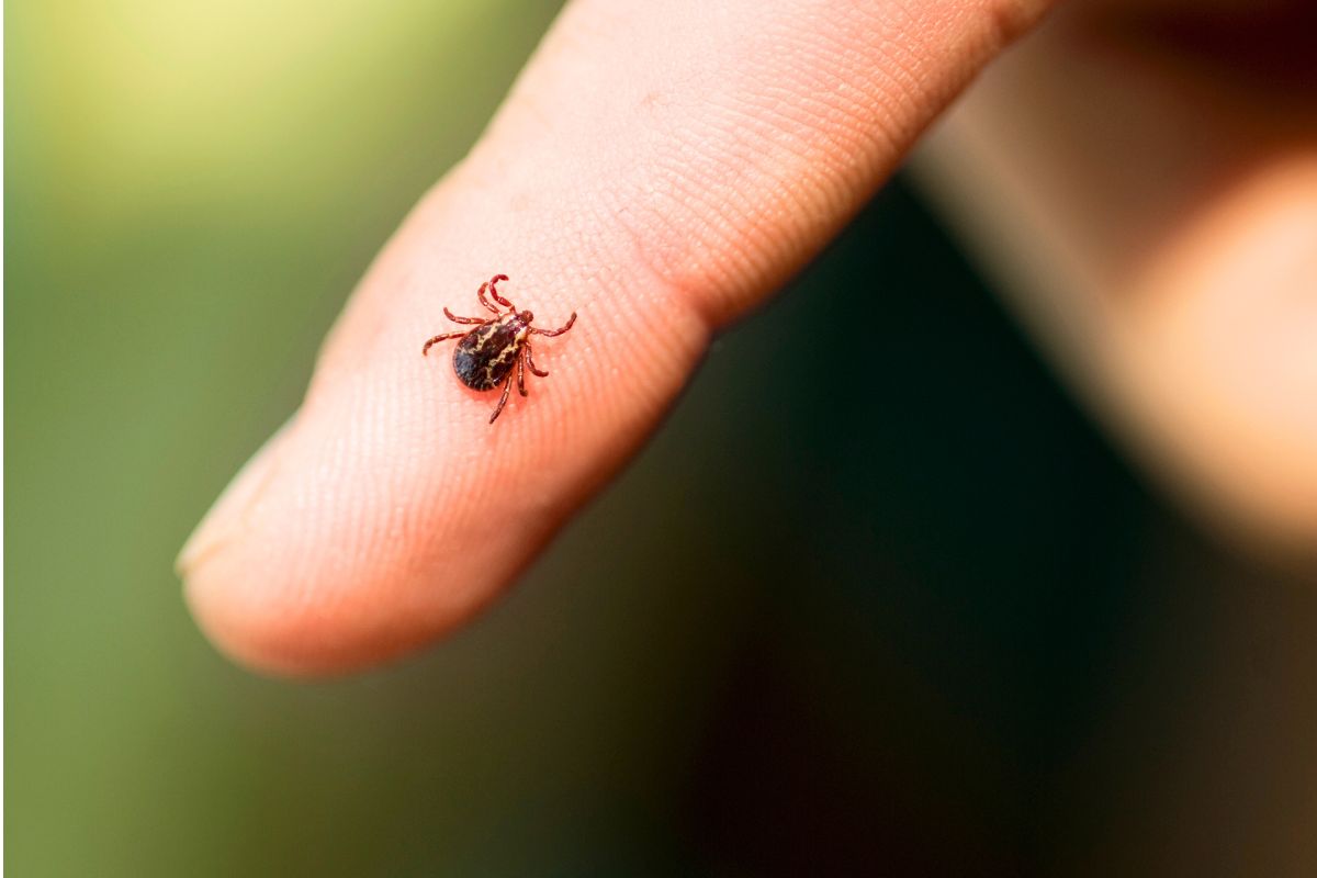 ce qu’il faut absolument savoir sur les tiques