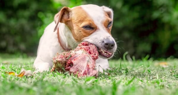 Pet lamb bones treat Showing dog chewing a raw lamb bone while lying on grass in a garden setting