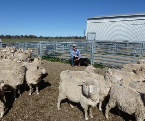 Regeneratively farmed lamb Showing a flock of sheep in a pen with a farmer and working dog in the background near a shed.