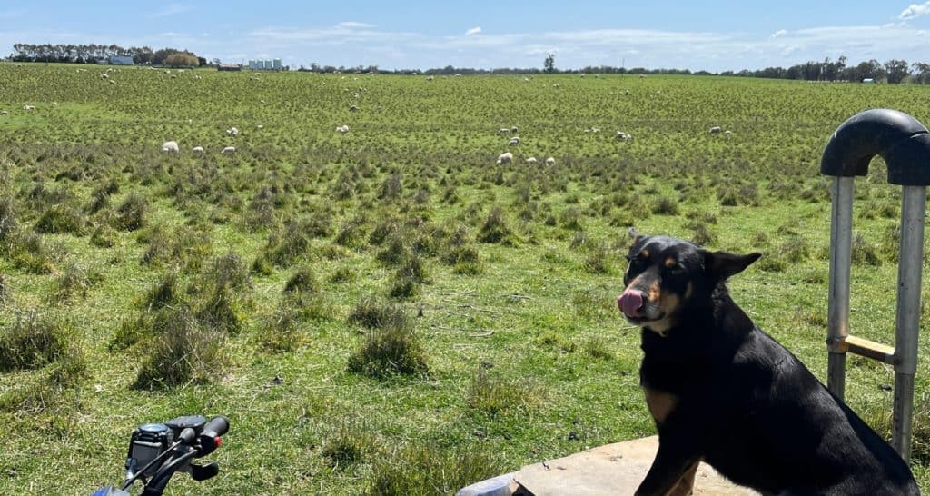 Ethical Lamb Farming Showing a working farm dog on pasture with ethically farmed lamb in background