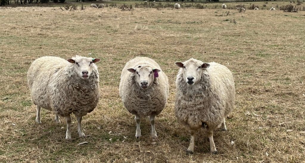 Lamb Traceable Supply Showing three lambs on dry pasture raised for traceable meat supply