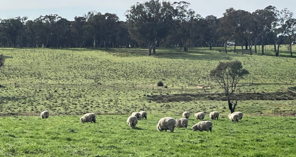 Regenerative Pasture Management Showing sheep grazing on a green field under regenerative pasture management