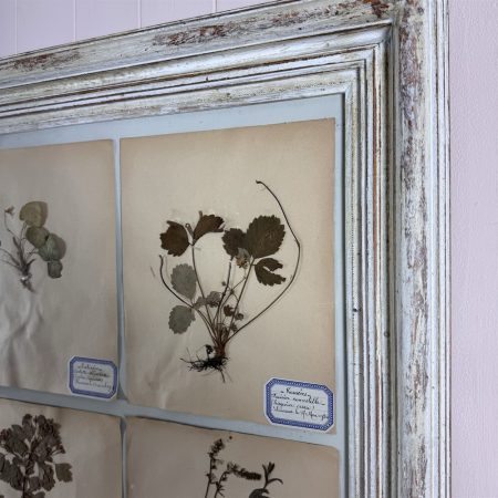 Framed Botanical Prints