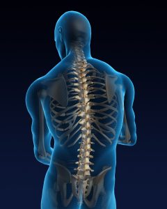 spine