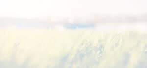 Field Bg