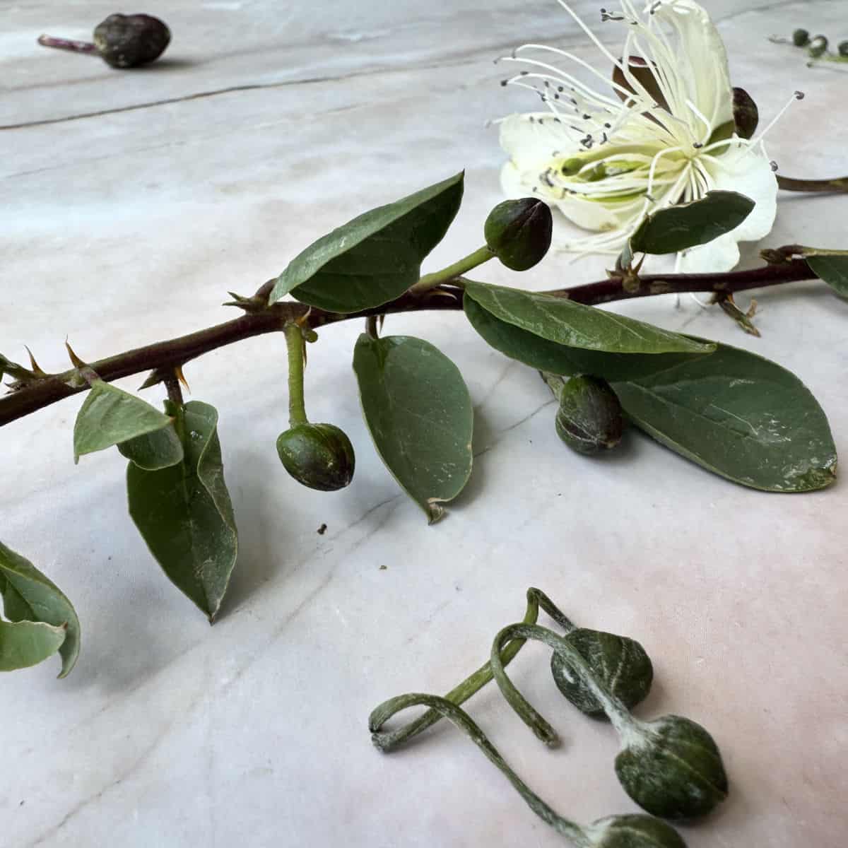Caper plant buds.