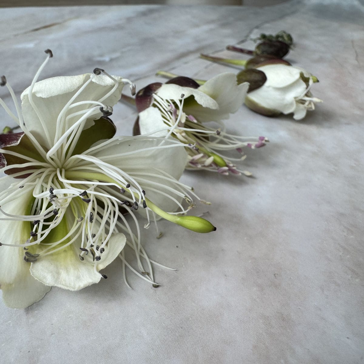 Caper's flowers.