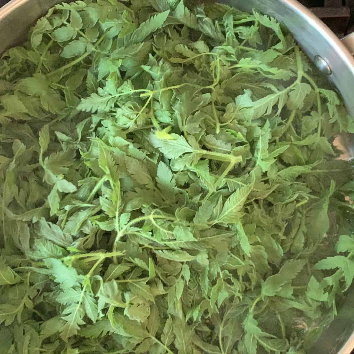 a pot of green leaves.