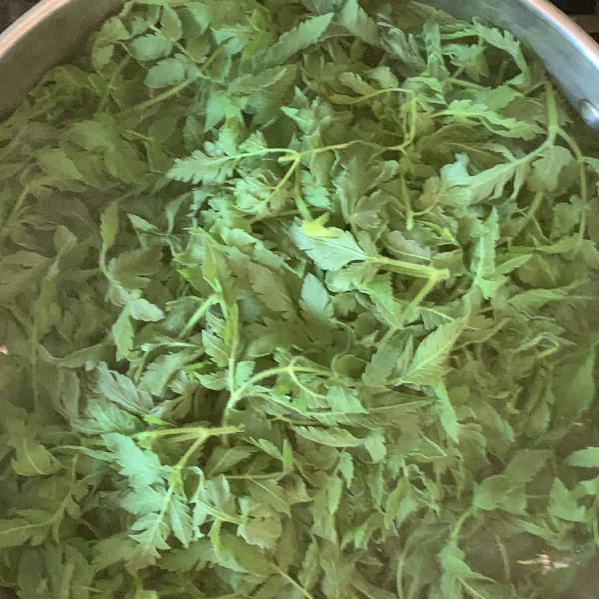 a pot of green leaves.
