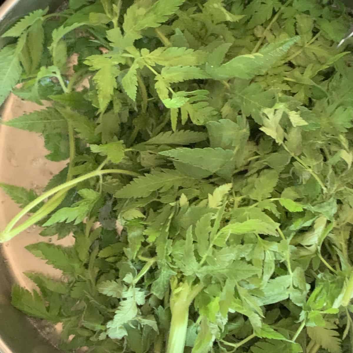 a pot of green leaves.