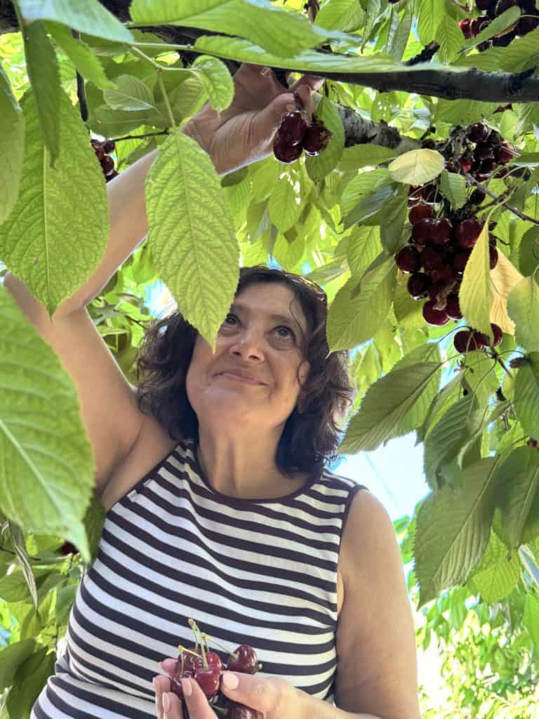 Picking cherries from the tree