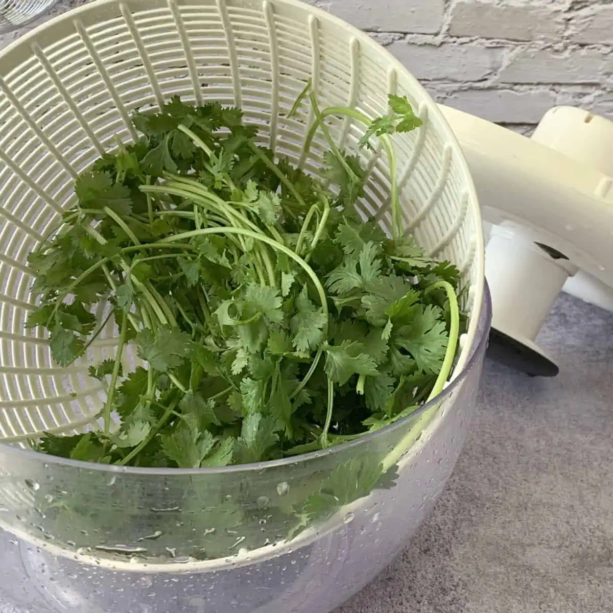 Washed cilantro in a salad spinner.