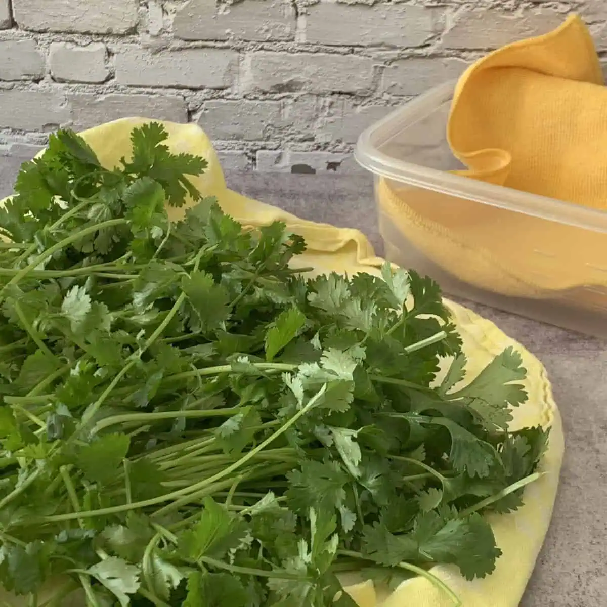 Washed cilantro on a towel.