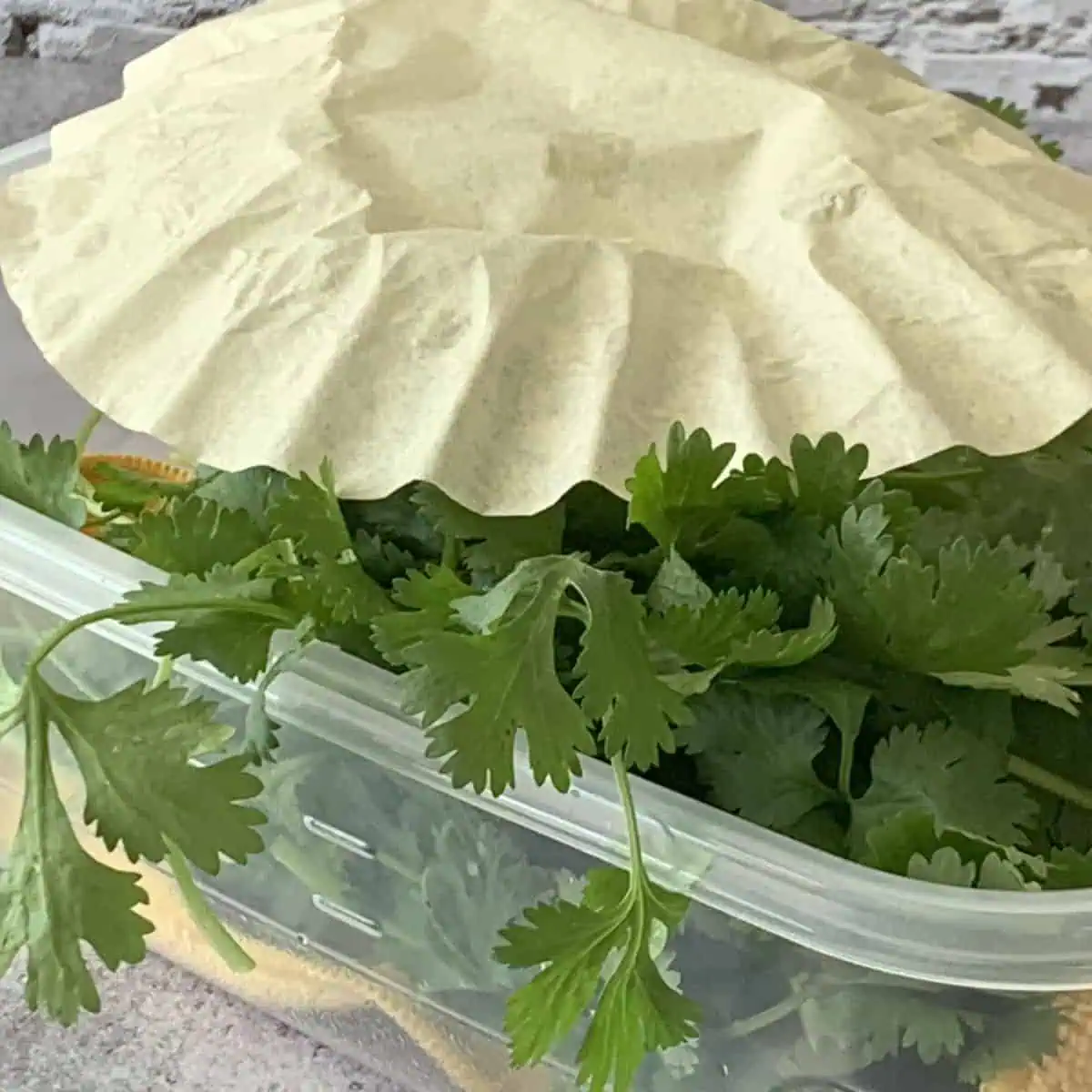 Cilantro in a plastic container.