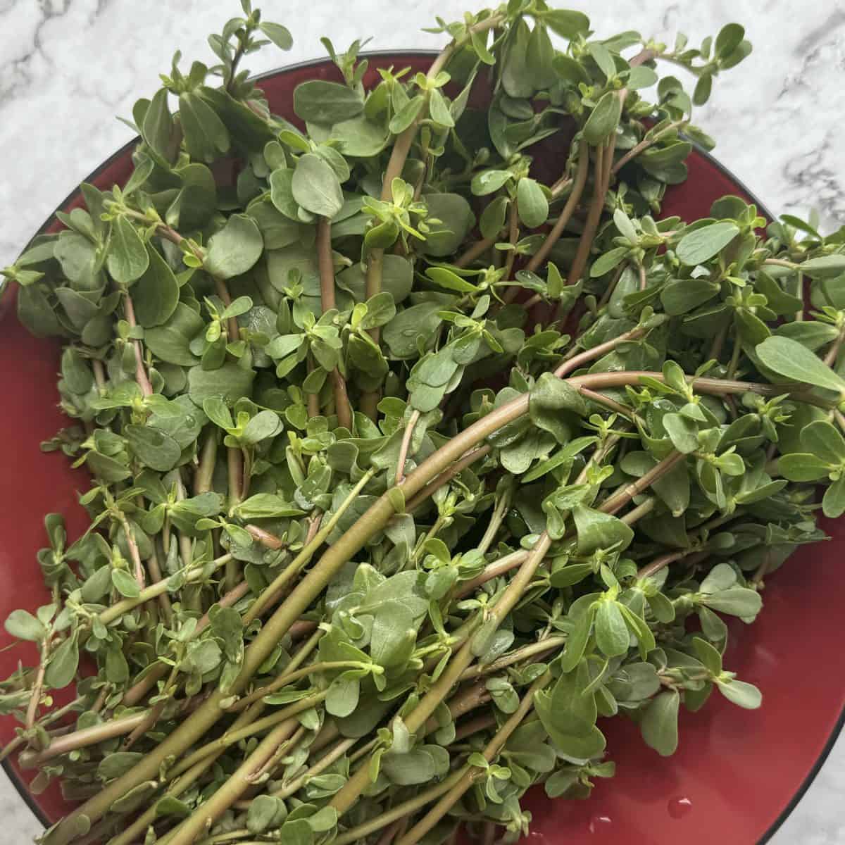 Washed and clean dandoor- purslane on a red plate.
