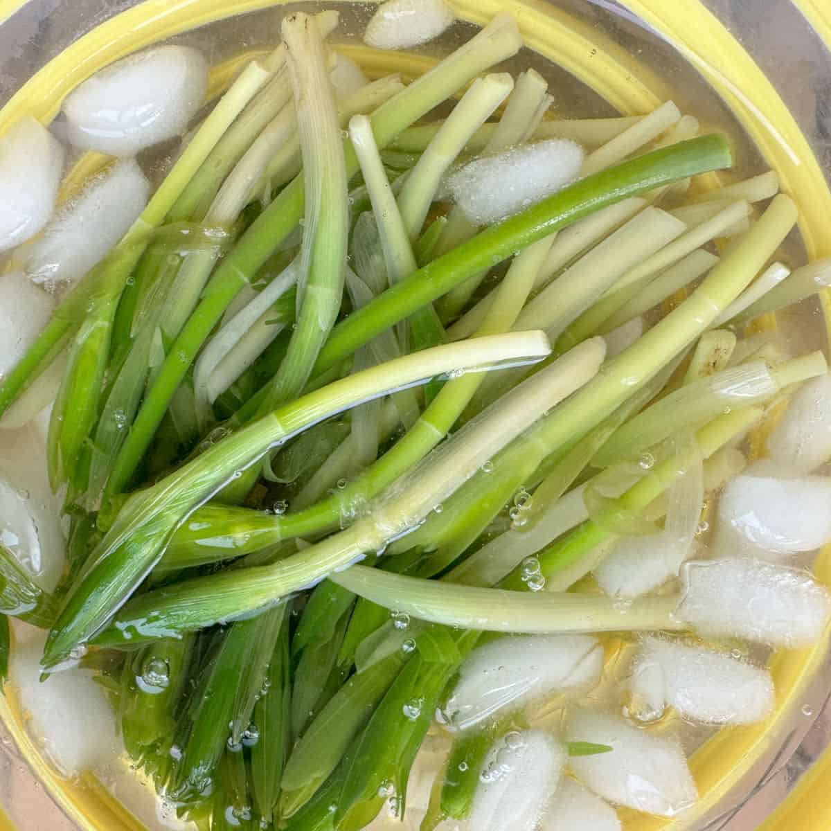 Blanched solomon seal in a iced water.