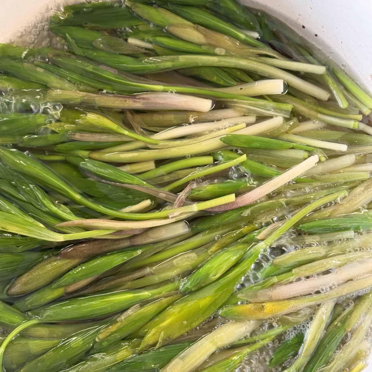 Blanching solomon seal.