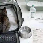 Gastro du chat : chat en caisse, contexte vétérinaire