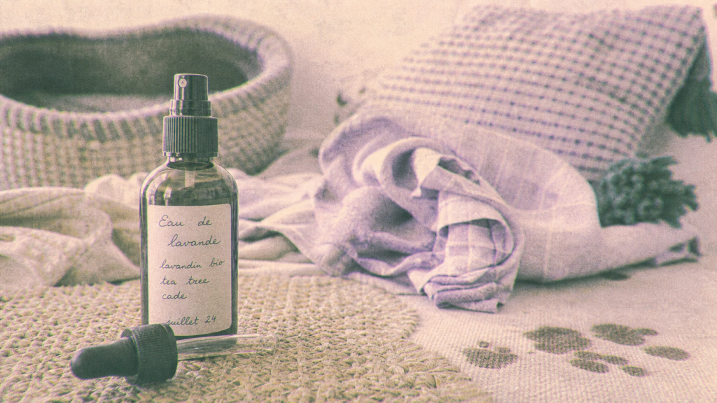 Puces dans la maison : spray aux huiles essentielles, zones à traiter et dosages à respecter