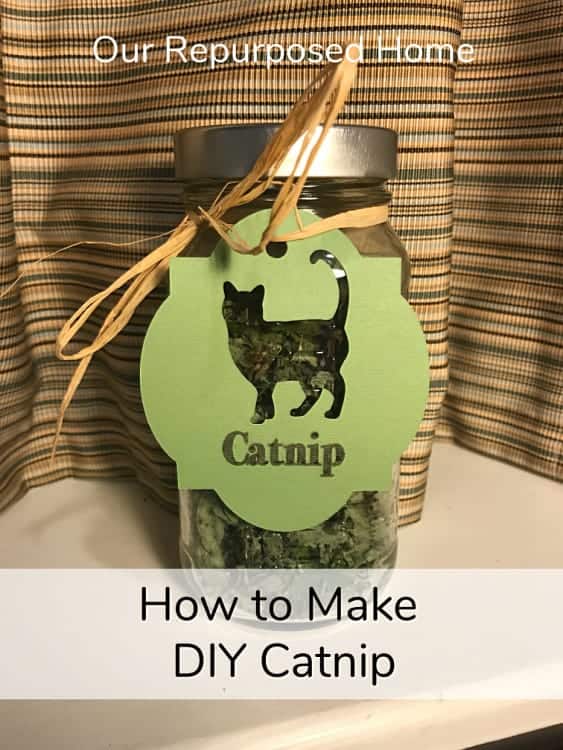 diy jar of catnip