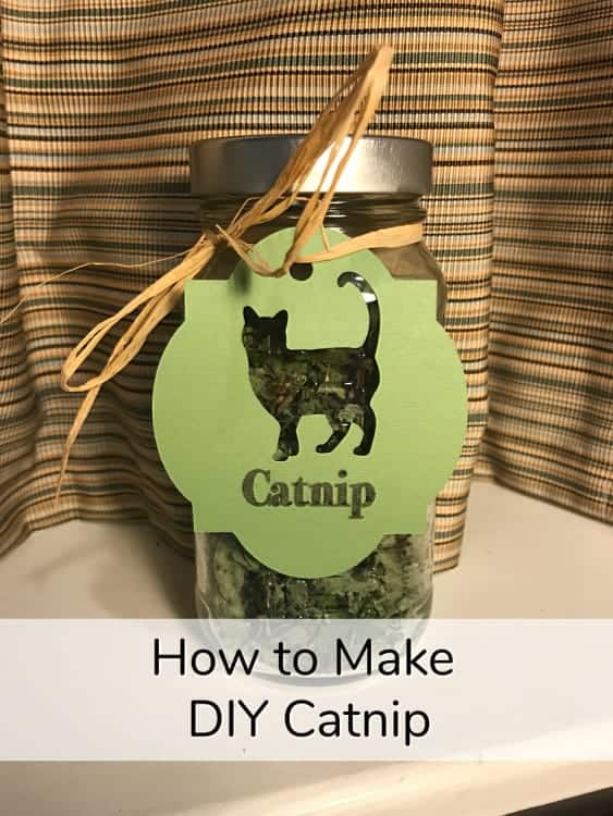 diy catnip