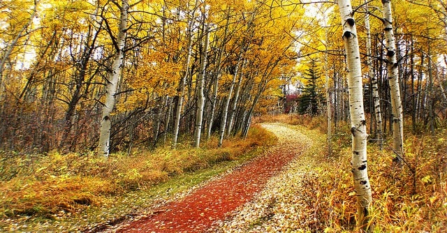 beautiful fall foliage in the woods