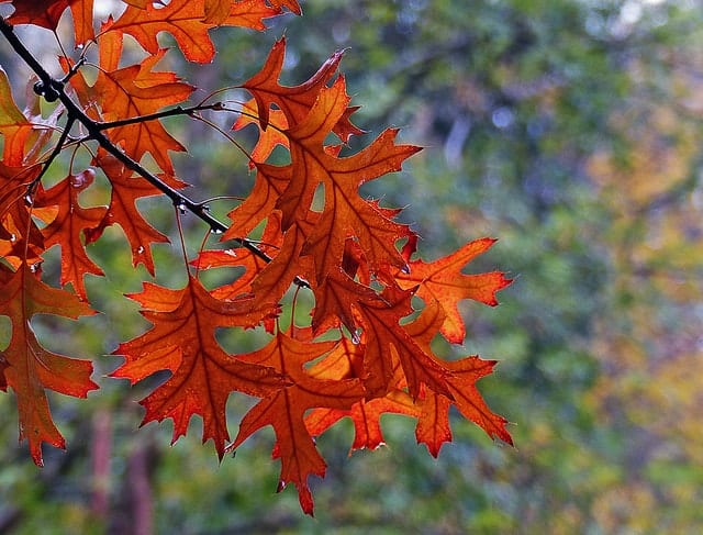 things I love about fall. Leaves changing color