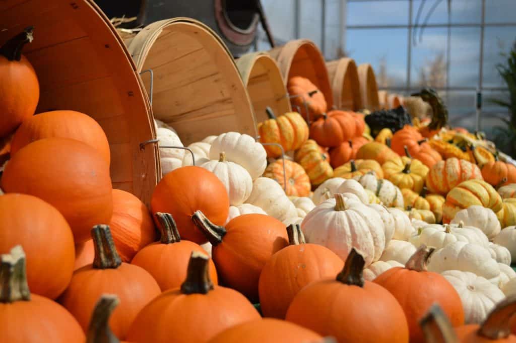 things i love about fall. Pumpkins on a farm