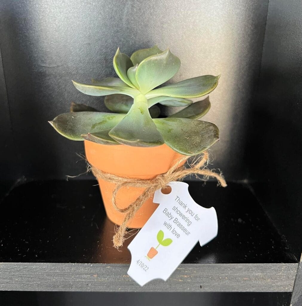 succulent in a pot for a garden themed baby shower favor
