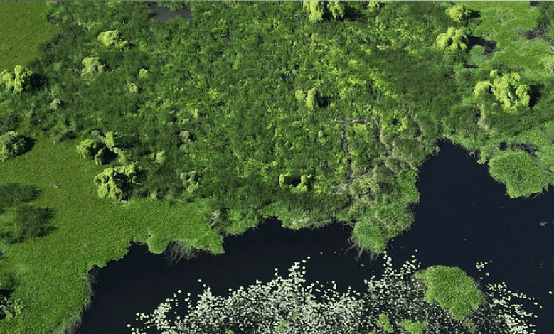 Lush green wetlands with dense trees and dark water, perfect for outdoor nature exploration.