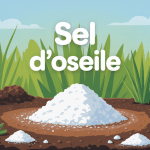 Image le sel d oseille est il dangereux pour les plantes dans le jardin