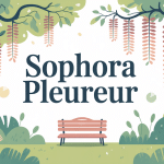 illustration sophora pleureur rameaux retombants dans jardin moderne