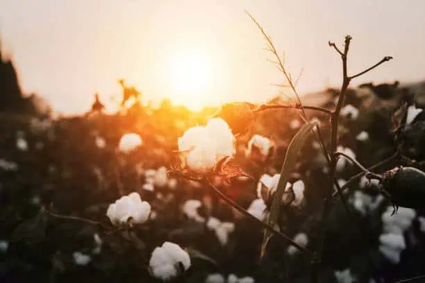 Japan Agro Textile Market Report: Comprehensive Overview of Developments